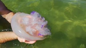 Медузы чёрное море Скадовск отдых 2020 июль