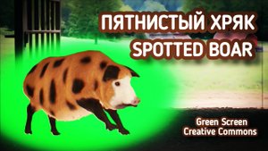Свинья green screen футаж,Хромакей анимация пятнистая свинья.