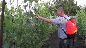 Обработка виноградных кустов. Процесс опрыскивания