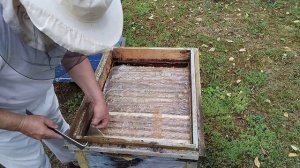 Доход от одной семьи#пасека#пчёлы