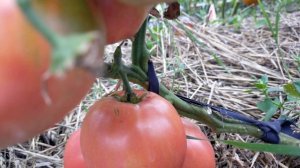 Яша югославский! Полный обзор томата