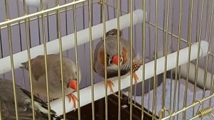 Амадины поют и играют!
