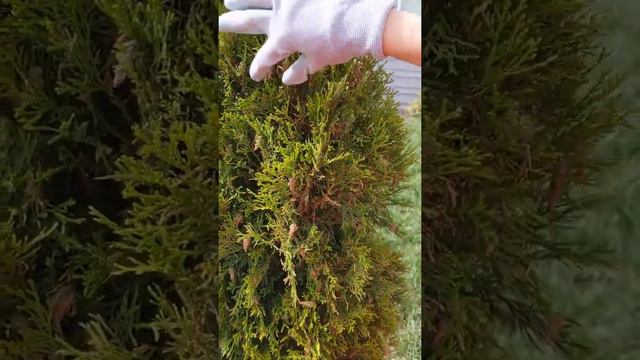 Picking Bagworms Off Of Arborvitae