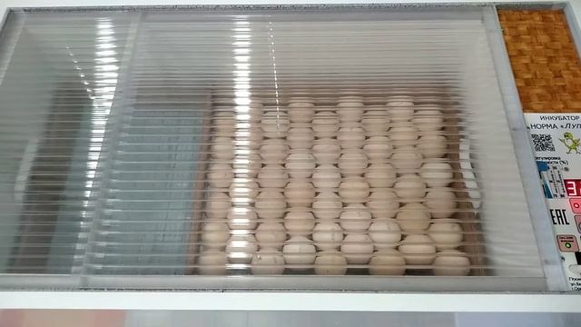 Яйцо БРОЙЛЕРА АРБОР Айкрес. Мой режим инкубации. Луппер с8 смотреть онлайн