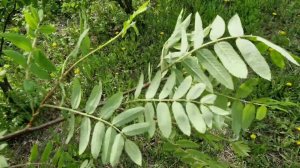 Агротехника рябины, польза, немного про обрезку