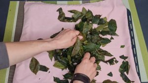 Вишневый чай -  секреты ферментации. Как правильно сделать чай из листьев вишни в домашних условиях