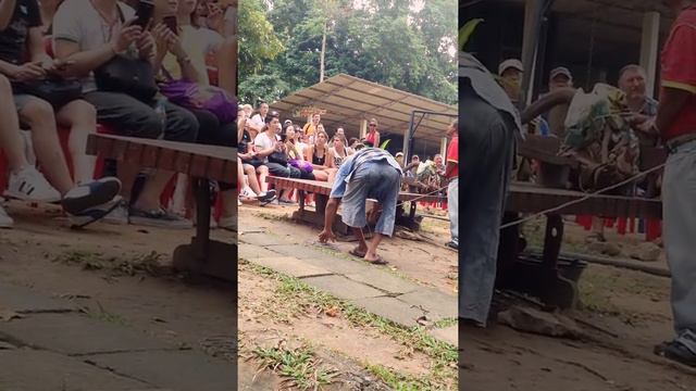 Обезьяны на Самуи смотреть онлайн