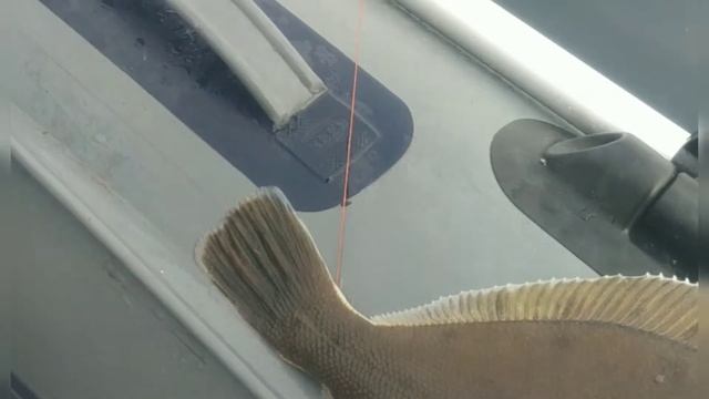 Рыбалка в Владивостоке,камбала,сима,краб,терпуг.10.06.2020г. смотреть онлайн