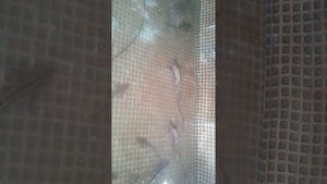 замена воды у  осетров. сколько воды можно добавить.