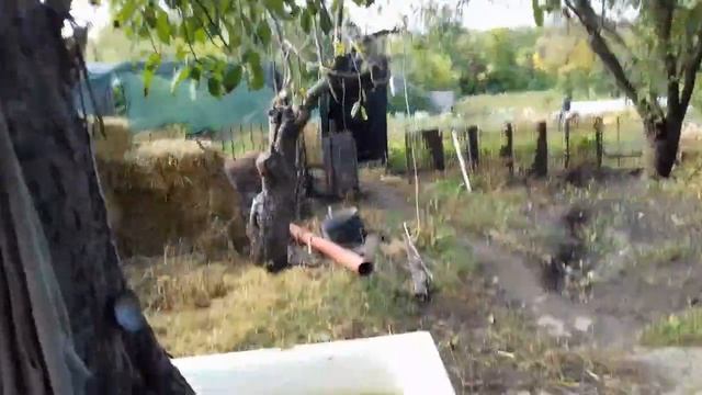 Кабанчик уехал четвертями и мясом. смотреть онлайн