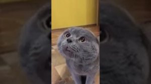 Кот кричит:Галя Галя