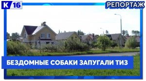 Стая бездомных собак орудует в районе ТИЗа: разрывает кошек и кур