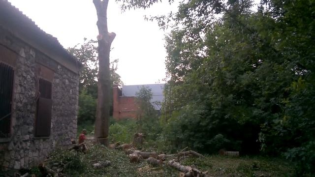 Спиливание аварийного дерева тополь в г. Коломна смотреть онлайн