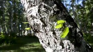 Легендарная песня на белорусском языке,,Шумите берёзы".