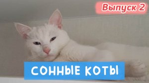 ПРОТРИКОТА ВЫПУСК 2. СОННАЯ ПОДБОРКА КОТИКОВ 😁