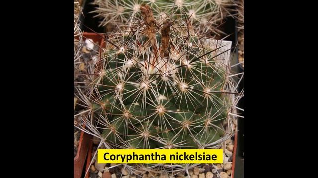 Coryphantha Cactus 48 Tipos con sus nombres смотреть онлайн