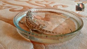 Бородатая агама: как правильно купать?