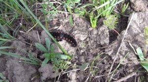 Казахстан. Весенние степи