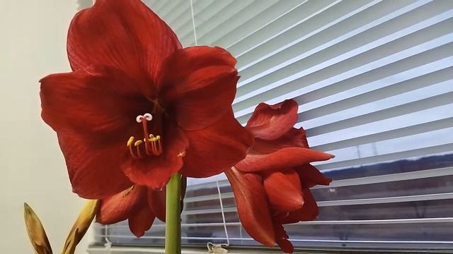 РАСПАХНУЛ ЛЕПЕСТКИ СКАЗОЧНЫЙ ГИППЕАСТРУМ (Hippeastrum)