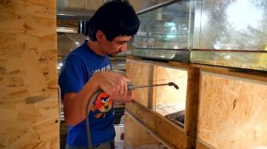 Встречал ли я шпильковую змею? Сколько змей должно быть у террариумиста?