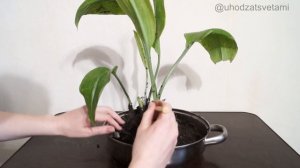 Спасаем Эухарис (Амазонскую лилию) в домашних условиях