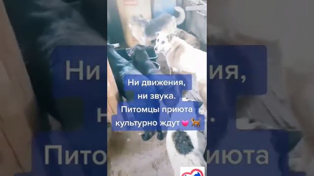 Животные всегда должны быть сыты! Особенно бездомные! Делайте добро!❤🙏