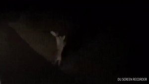 Кролики дерутся жесть!😠😠