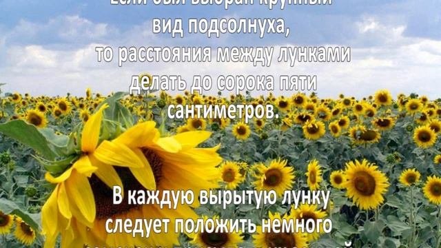 Выращивание подсолнечника. Бизнес идея