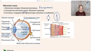 Строение глаза