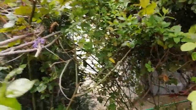 Глициния в цвету. Красота и аромат. Мой дом в саду. смотреть онлайн