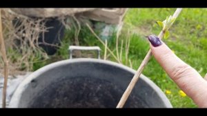 ДРЕВОВИДНАЯ ГОРТЕНЗИЯ  ANABELLE STRONG. ОБРЕЗКА. РАЗМНОЖЕНИЕ.