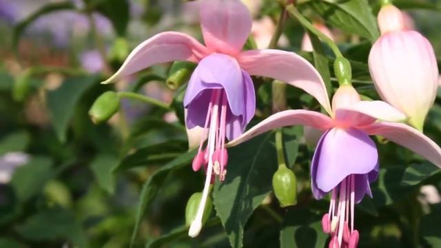 ФУКСИЯ - танцующий цветок! Легенда о Фуксии! смотреть онлайн