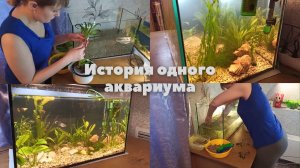 История одного аквариума