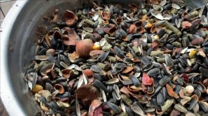 Белки в неволе.Третья неделя содержания..Полет нормальный