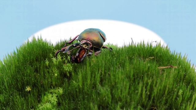 Lamprima adolphinae ✨ Color flop смотреть онлайн