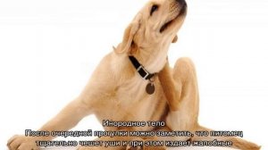 Собака чешет ухо и трясет головой: почему и что делать