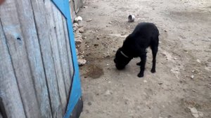 Собака ест сухари