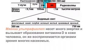 Для чего свет нужен растениям