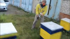 Пчеловодство.Обработка пчел дым пушкой