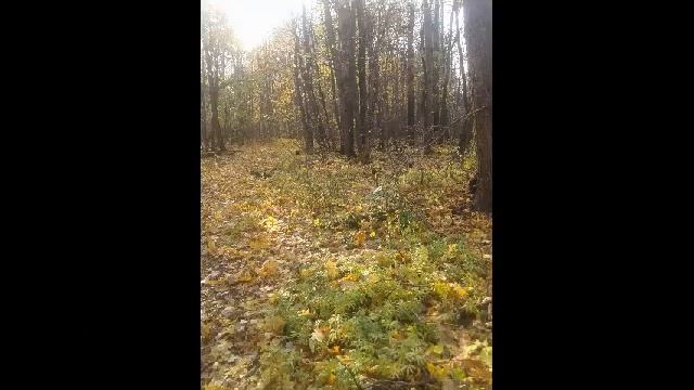 Осень золотой листопад смотреть онлайн