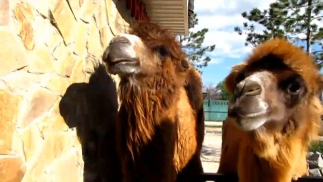 Крым. Тайган. Верблюды Маврик и подружка Марго. смотреть онлайн