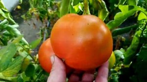 томаты сорт мохитос в неотапливаемой теплице, второй уражай, 23.10 2023.