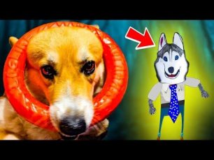 ХАСКИ БАНДИТ СТАЛ МУЛЬТИКОМ!! (Корги Кекс) Говорящая собака