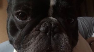 Французский бульдог Тинто хрюкает