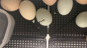 Залипательное видео. Вылупление цыплёнка (х3)