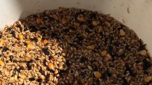 #Pigeon.Конопляное масло для голубей.