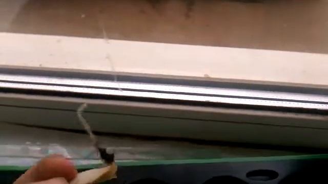 Результат проращивания семян на ватных дисках. смотреть онлайн