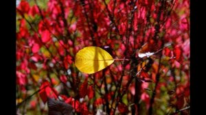 James Last - Tchaikovsky - Romance