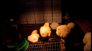 Чем пропаивать суточных цеплят- бройлера