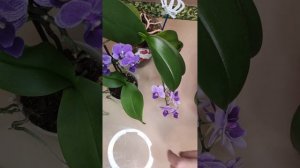 Орхидея фаленопсис Вайлет Квин Phalaenopsis Orchid Violet Queen